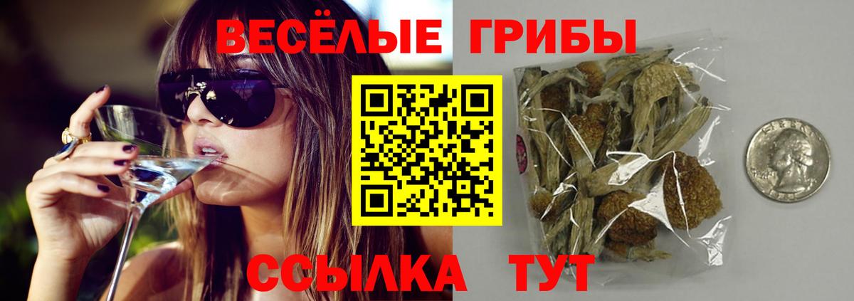 где можно купить   Галлюциногенные грибы MAGIC MUSHROOMS  Вход с VPN  Гатчина  Псилоцибиновые грибы GOLDEN TEACHER 
